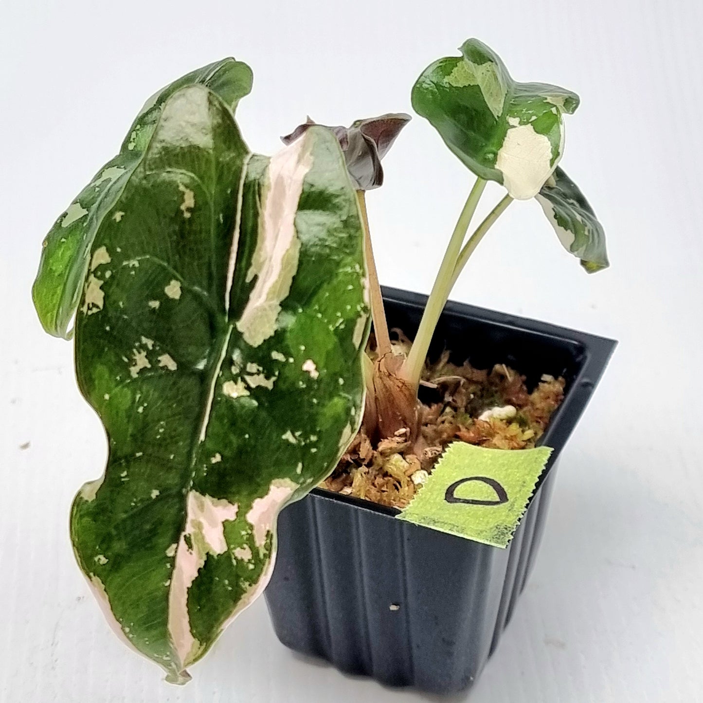 Alocasia Chantrieri Pink Variegated