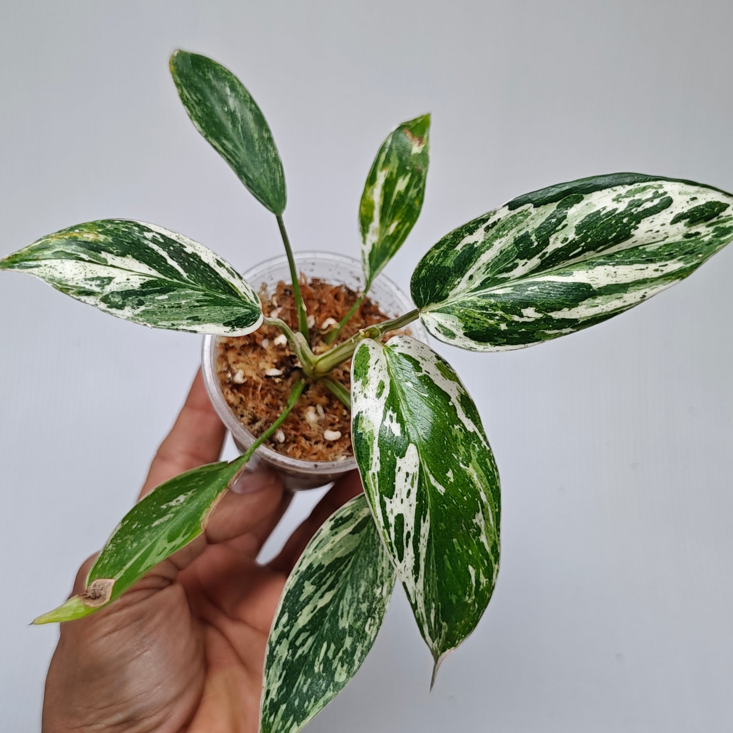 Philodendron Emerald Queen Marble