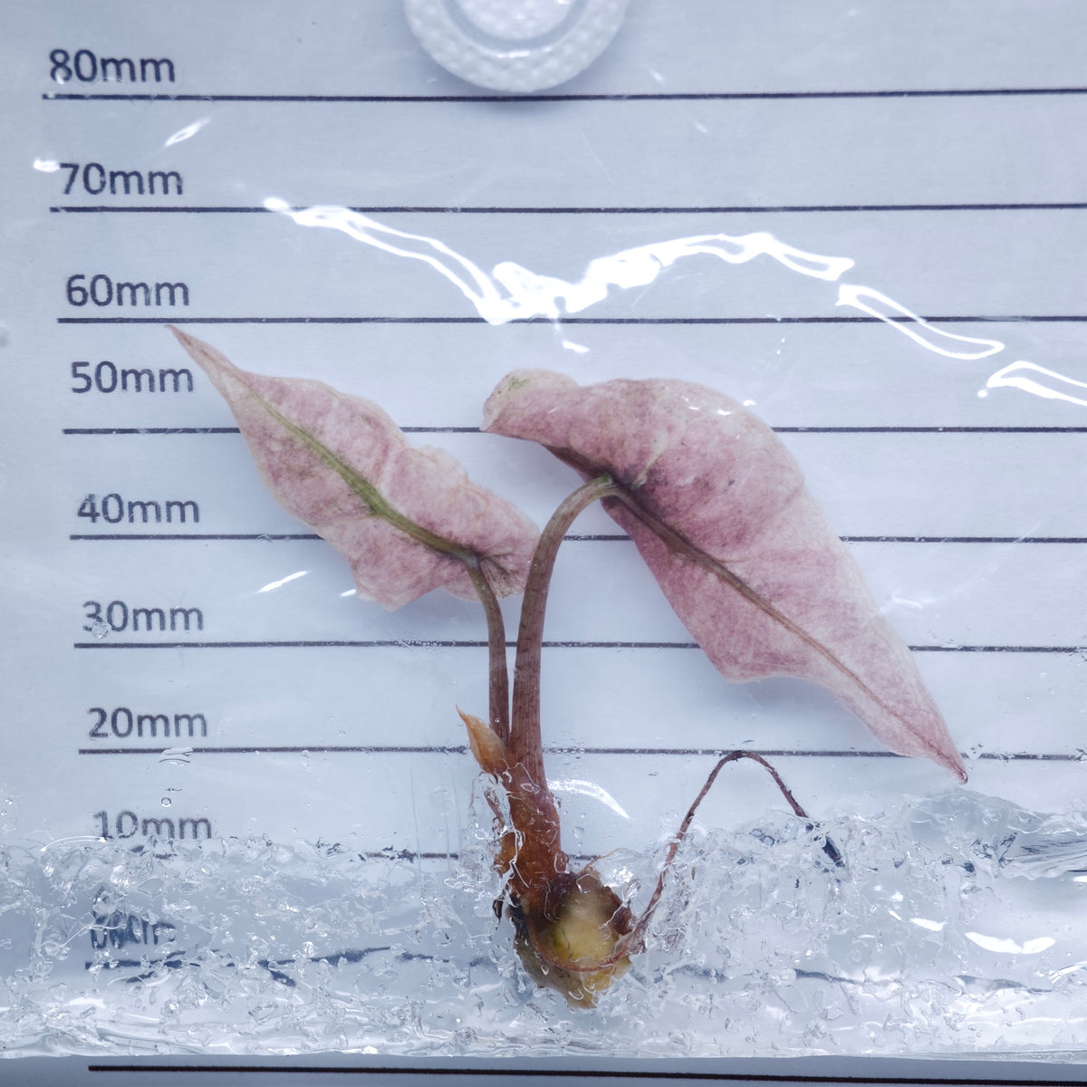 Alocasia Polly Pink Mint - Tissue culture (1plant/bag)