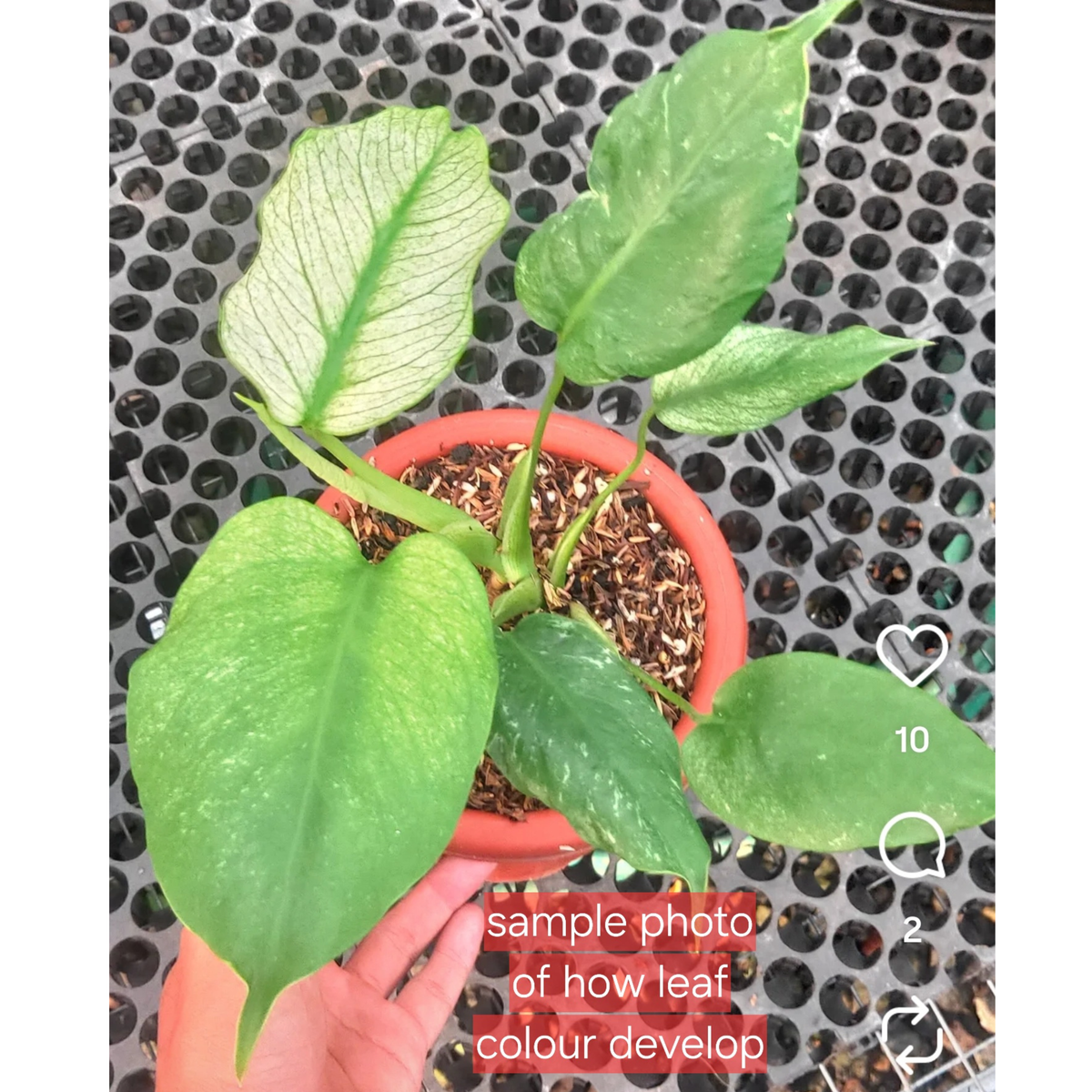 Monstera Devils Monster (1plant/bag) - Tissue culture