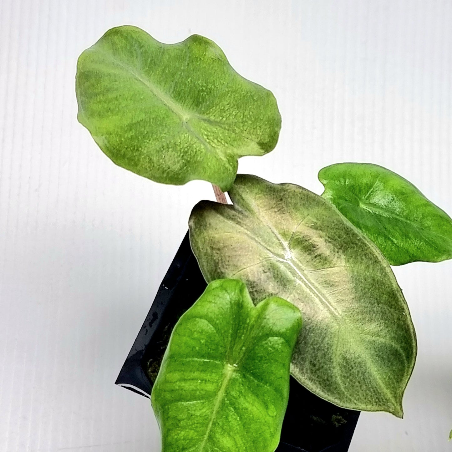 Alocasia Pink Dragon Mint Variegated