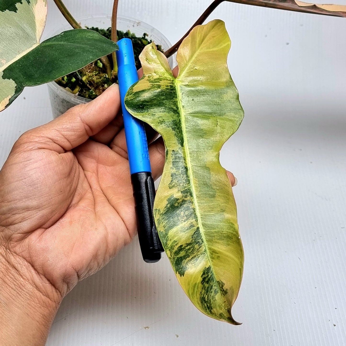 Philodendron Brown Beauty (FB x Black billie) variegated