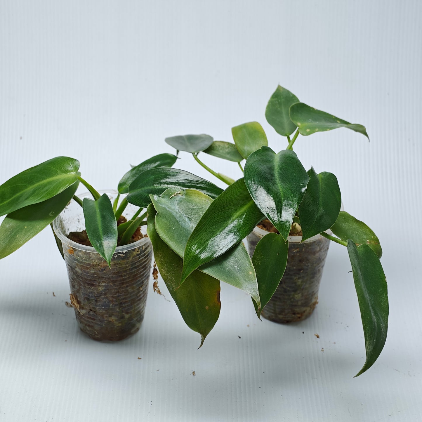 Philodendron Spiritus Sancti