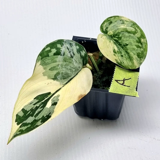 Variegated Scindapsus pictus Albo AKA Scindapsus Mayari