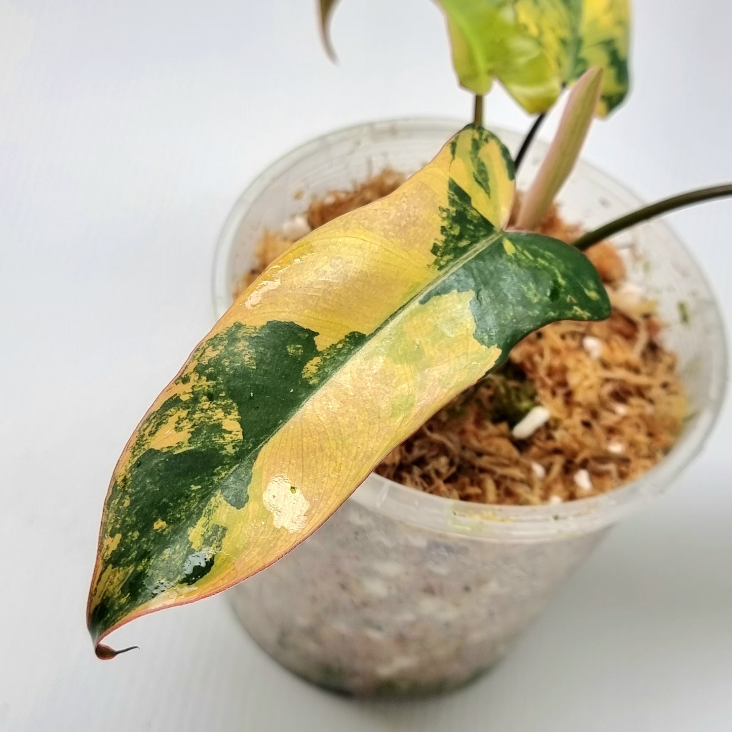 Philodendron Brown Beauty (FB x Black billie)