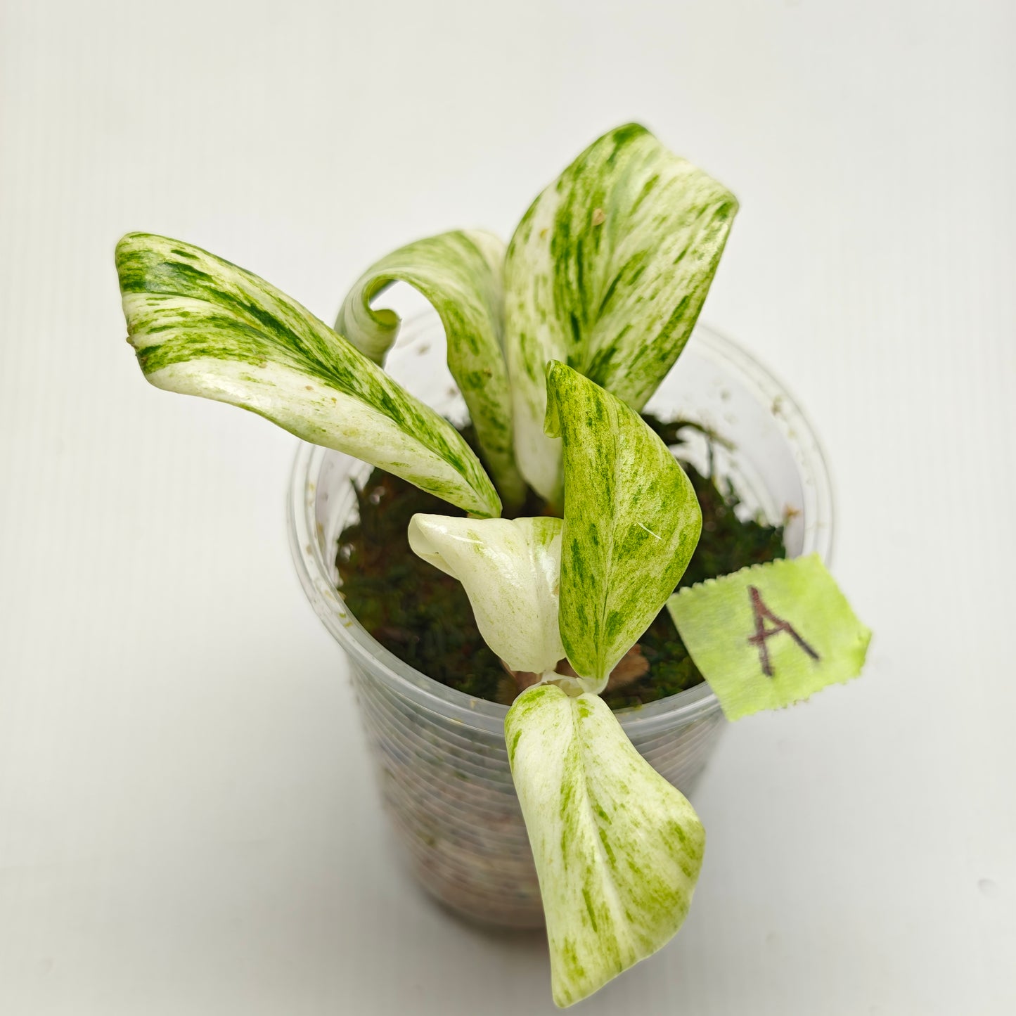 Rhaphidophora elliptifolia Variegated