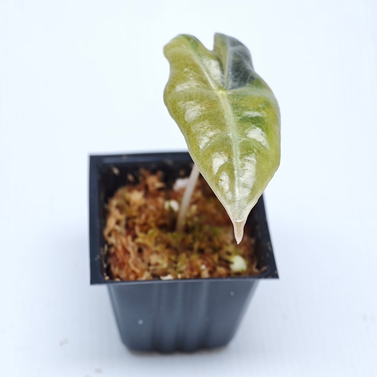 Alocasia sanderiana "Nobilis" Aurea Variegated