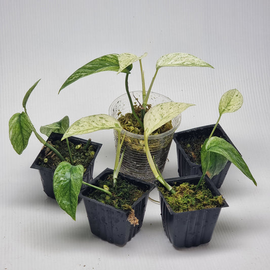 Epipremnum pinnatum Marble sp Bali Hanoman from cuttings