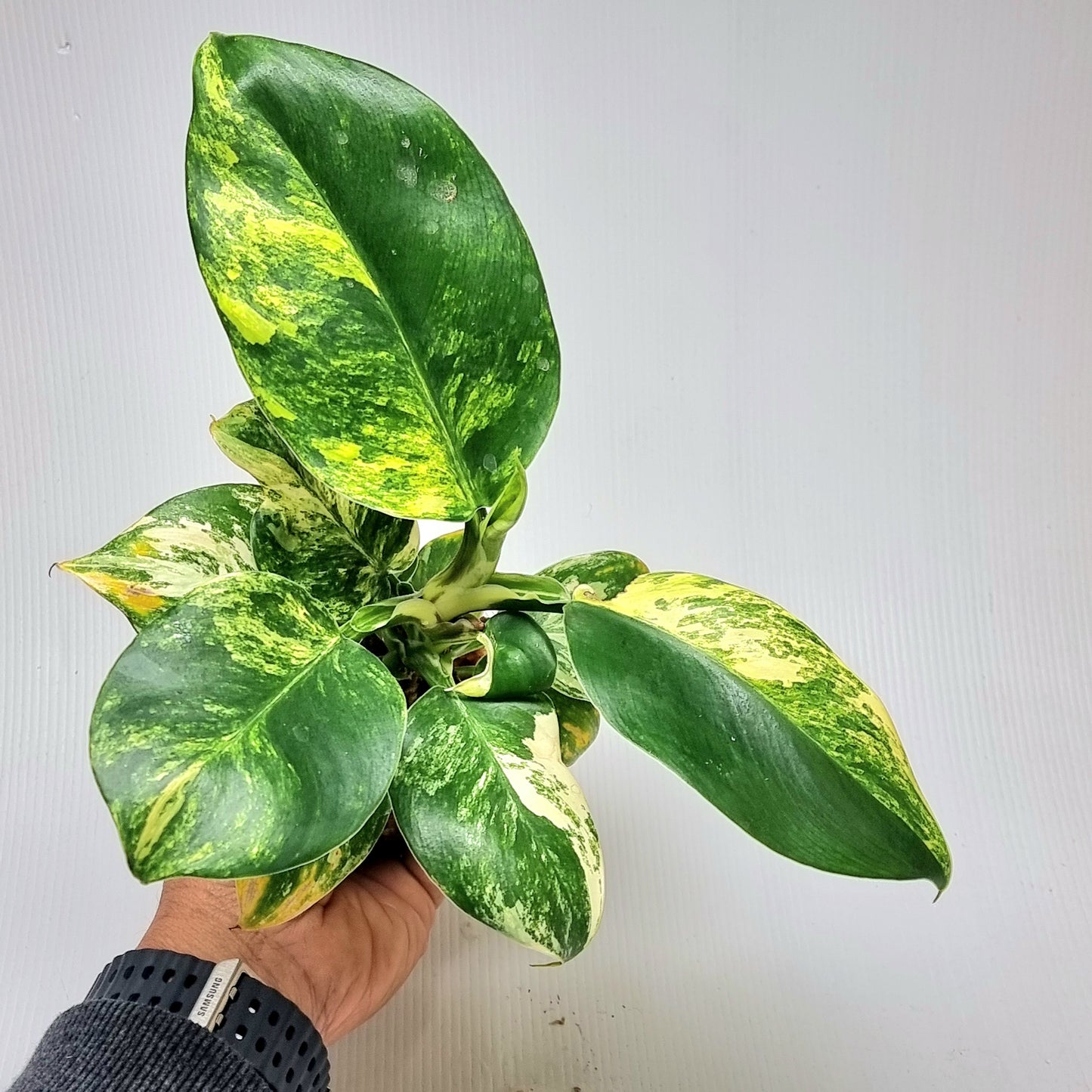 Philodendron Imperial Green Variegated