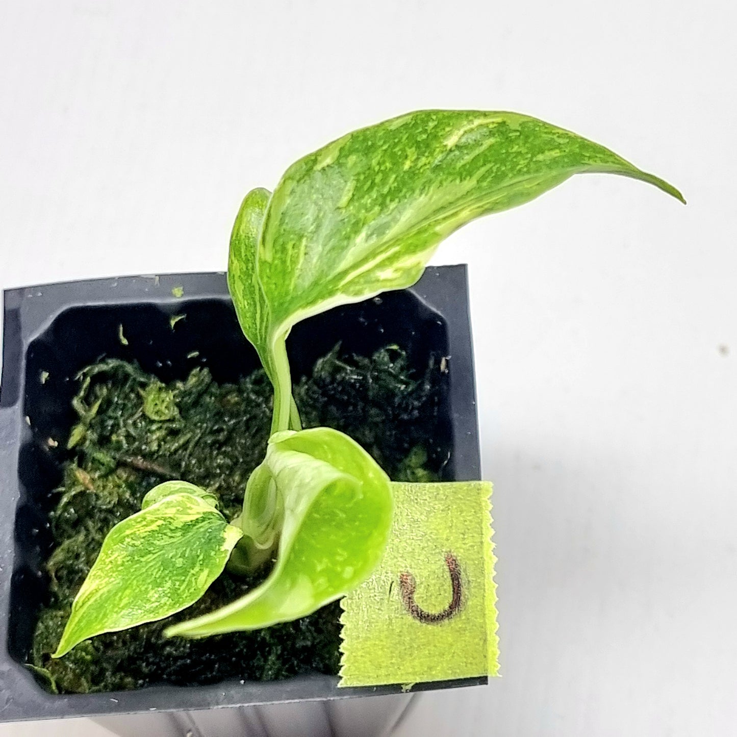 Monstera Electrolyte