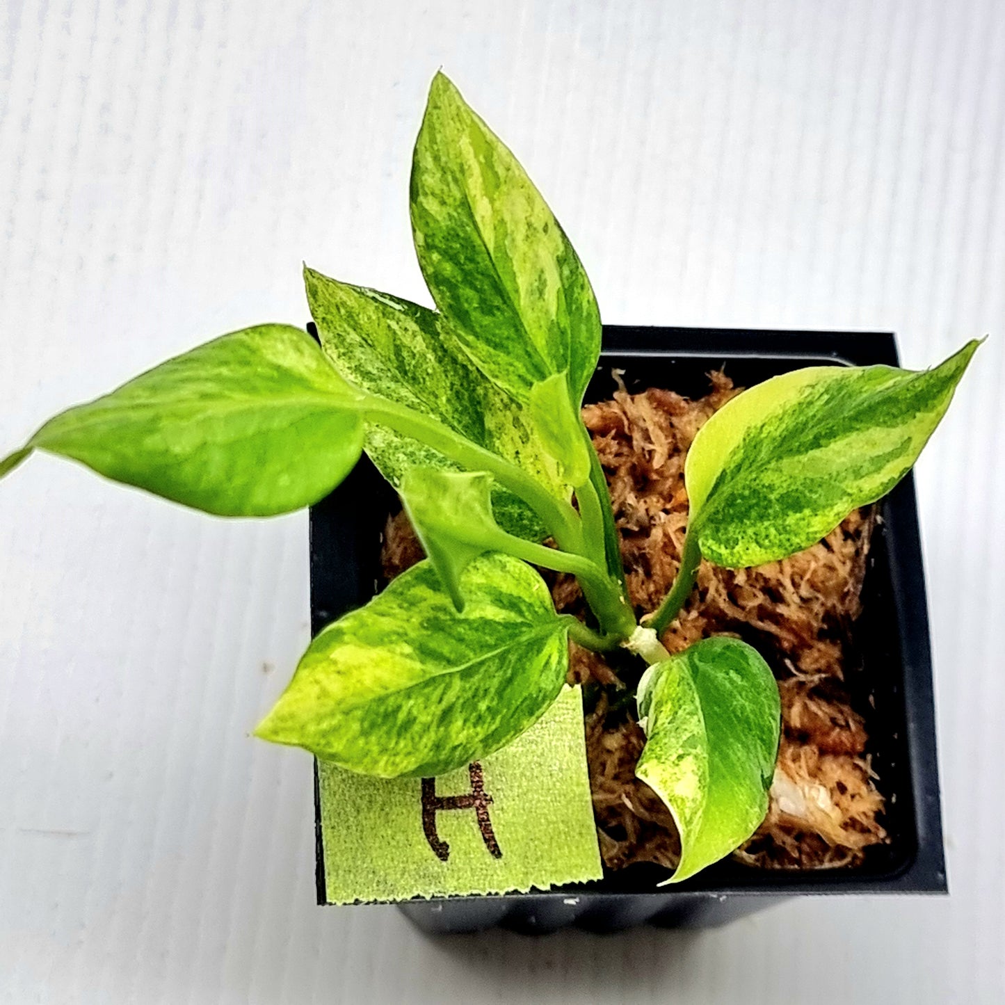Anthurium vittariifolium Variegated