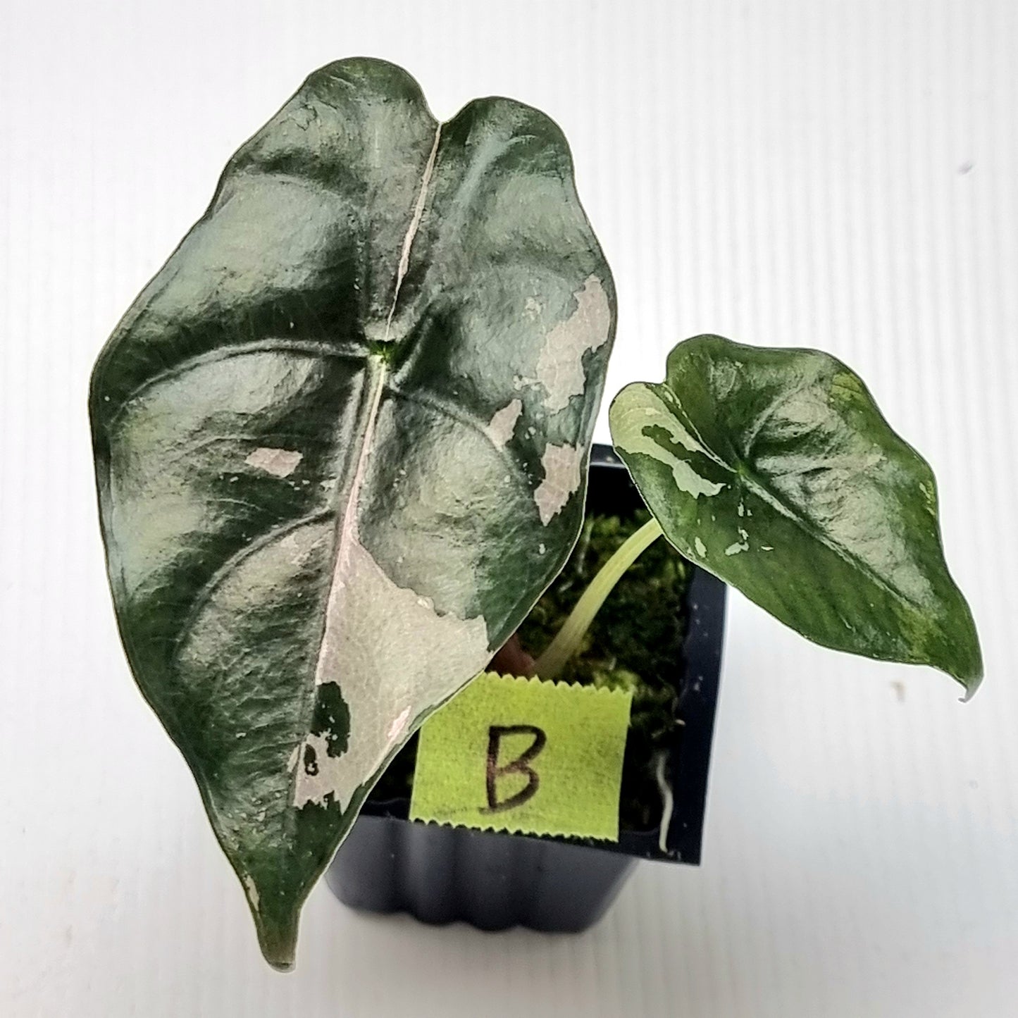 Alocasia Chantrieri Pink Variegated