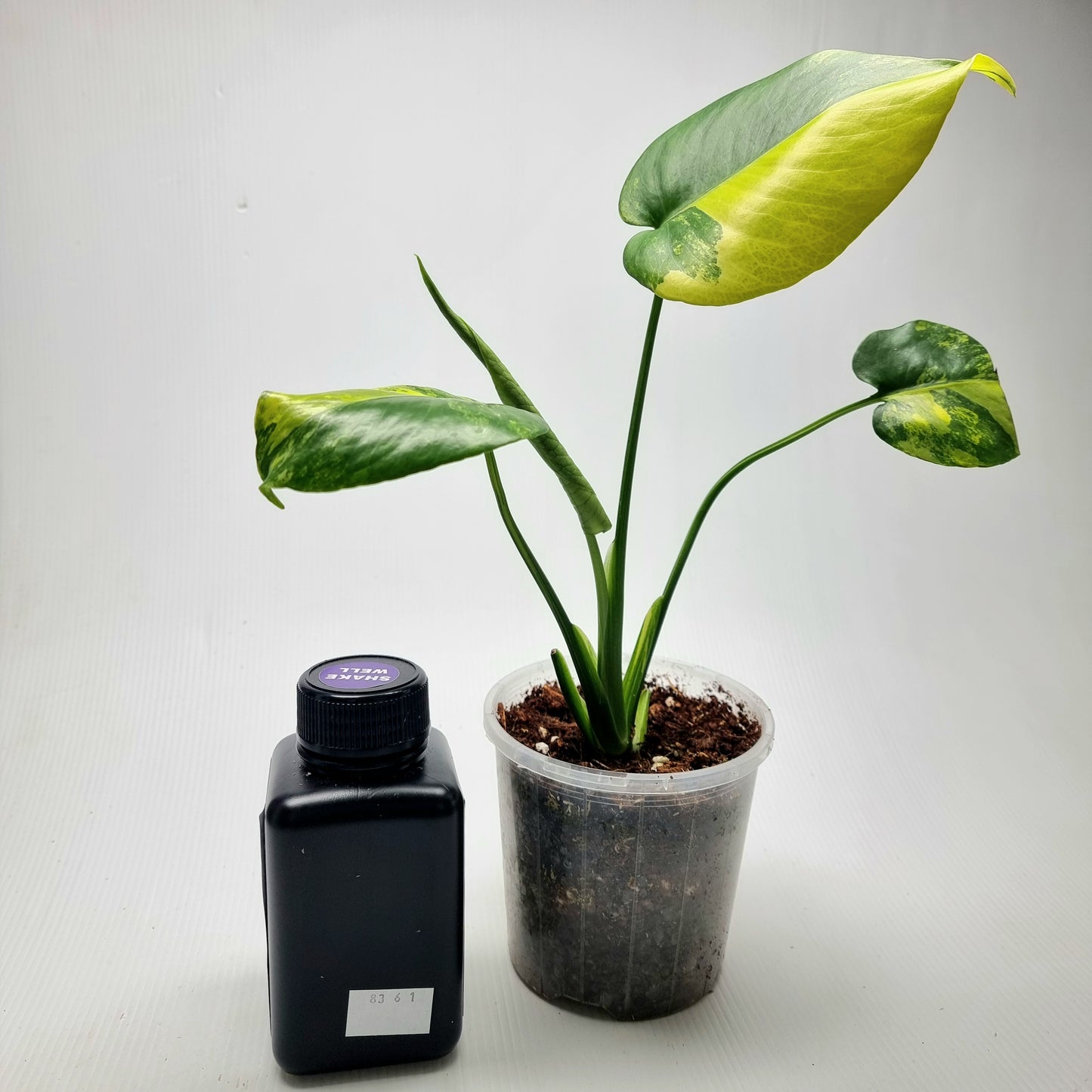 Monstera deliciosa Aurea (Large Form)