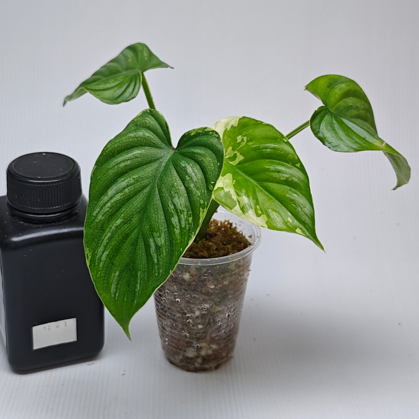 Philodendron plowmanii Variegated (M)