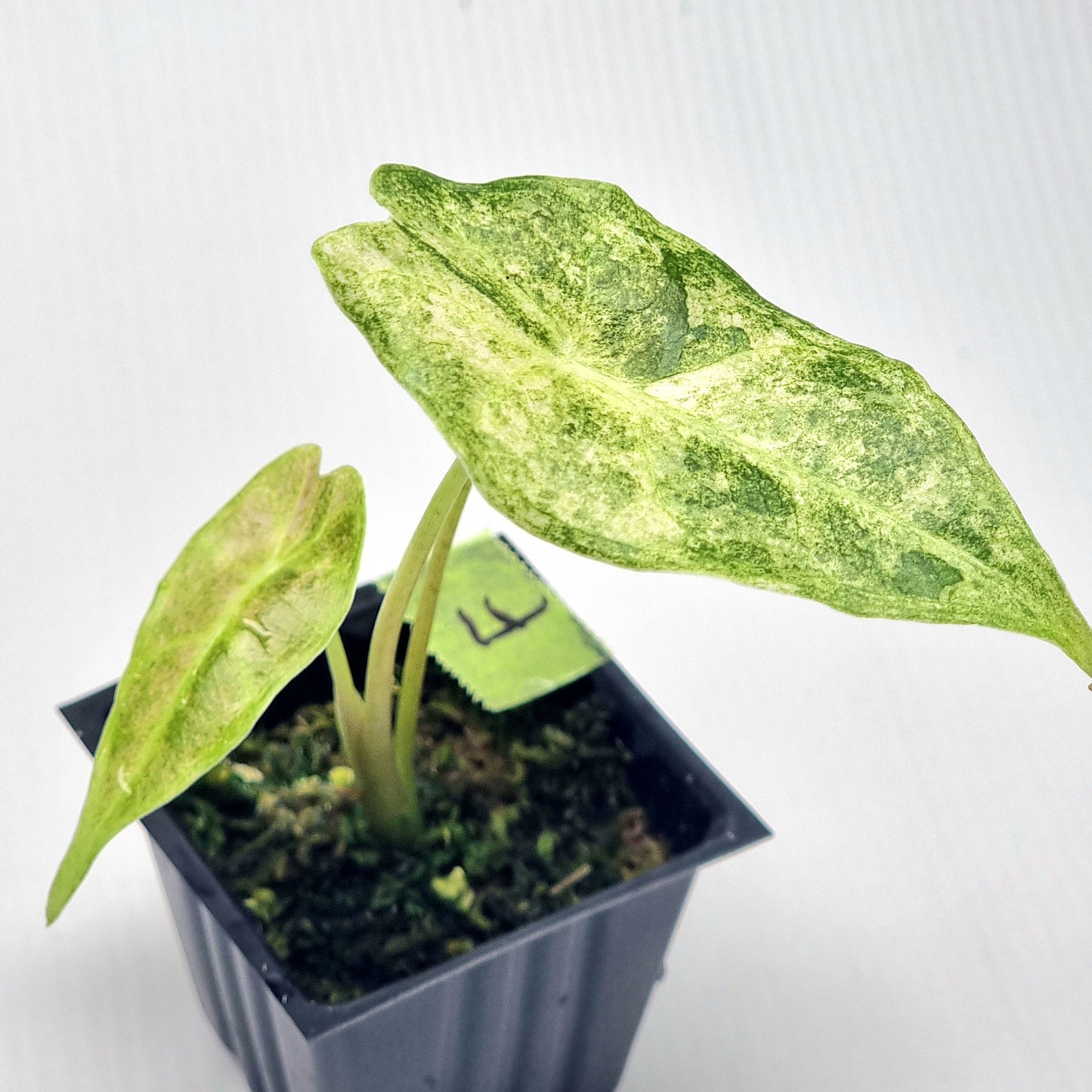 Alocasia Black Satun Stardust