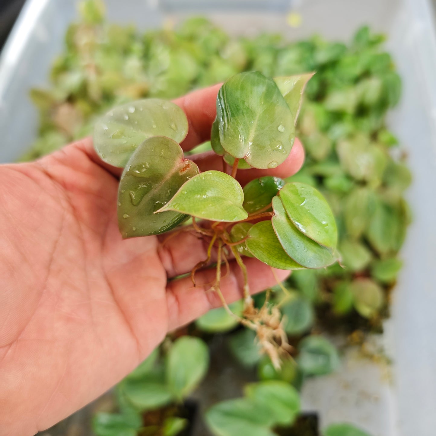 💚FREE PLANT Philodendron Billienum Bare Rooted