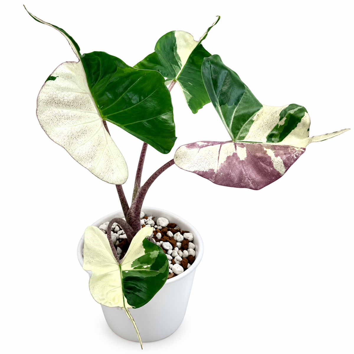 Alocasia Stingray Albo Pink Variegated (1plant per bag) -Tissue culture