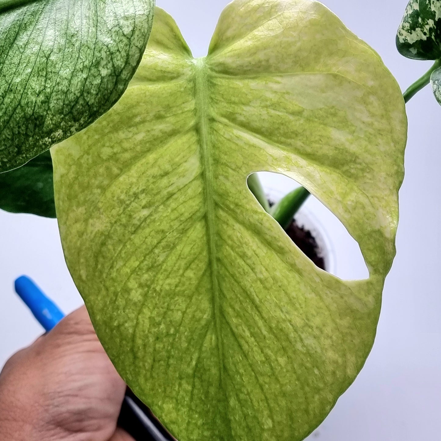 Monstera deliciosa Mint