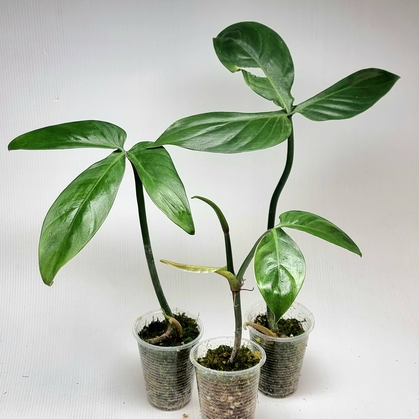 Philodendron sanctamartinense