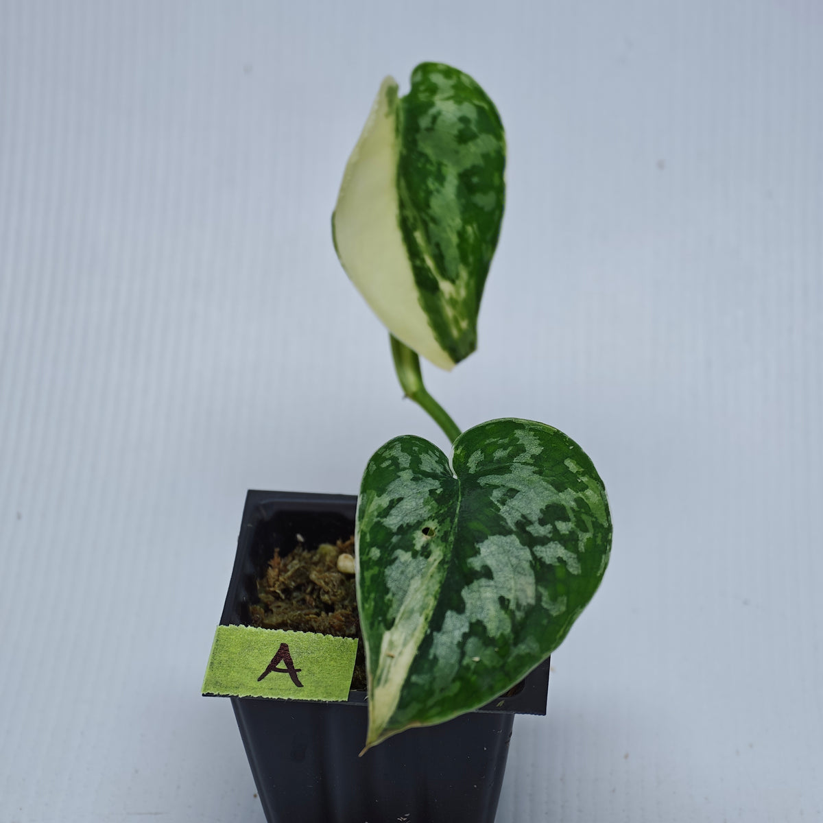Variegated Scindapsus pictus Albo AKA Scindapsus Mayari