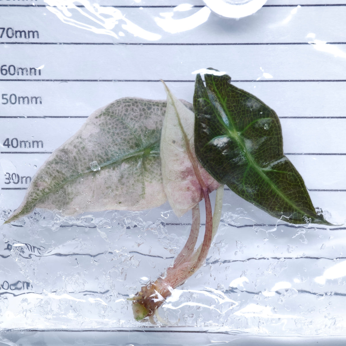 Alocasia Polly Pink Mint - Tissue culture (1plant/bag)