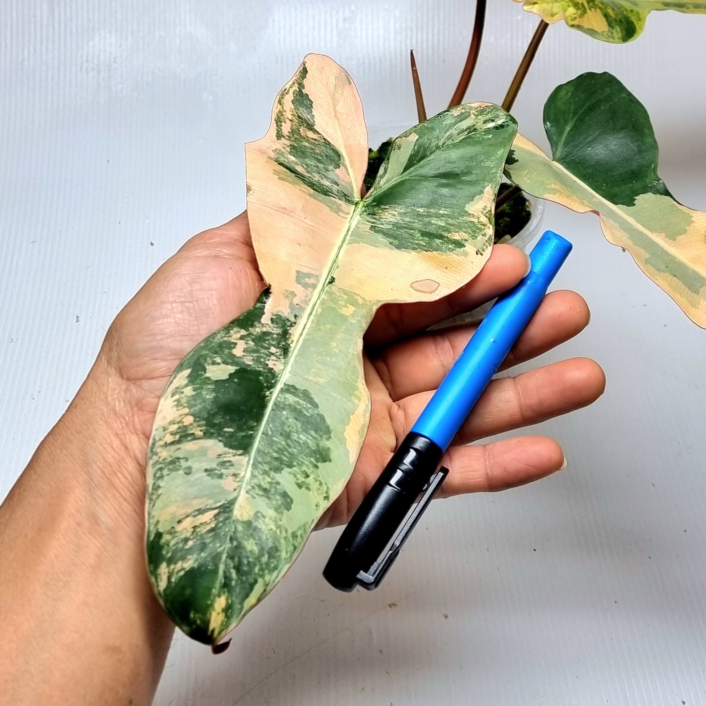Philodendron Brown Beauty (FB x Black billie) variegated