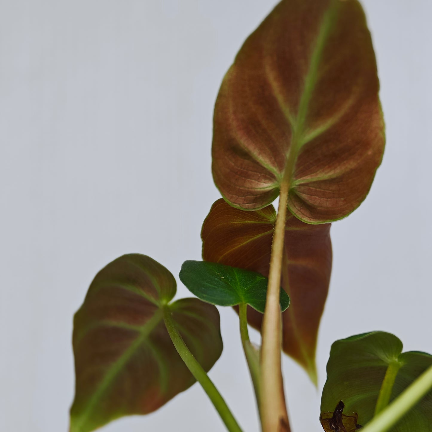 Philodendron verrucosum Rojo