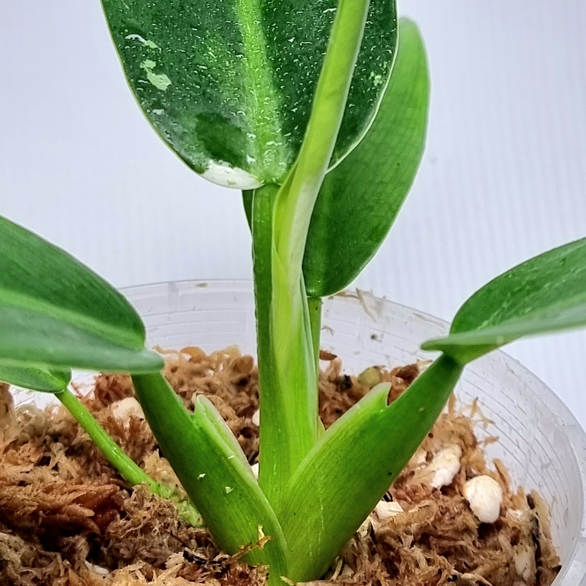 philodendron jose buono australia Philodendron Jose Buono x P. martianum – Flora Magnifica Australia
