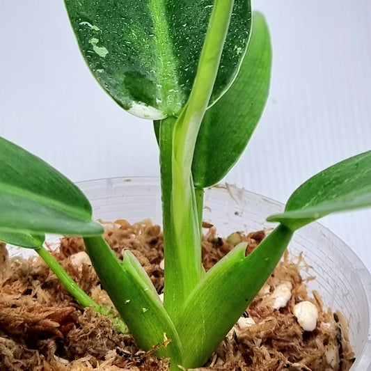 Philodendron Jose Buono x P. martianum