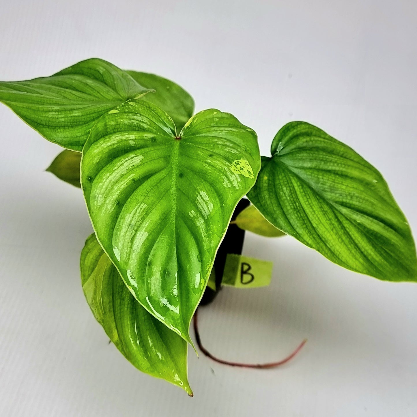 Philodendron plowmanii Variegated