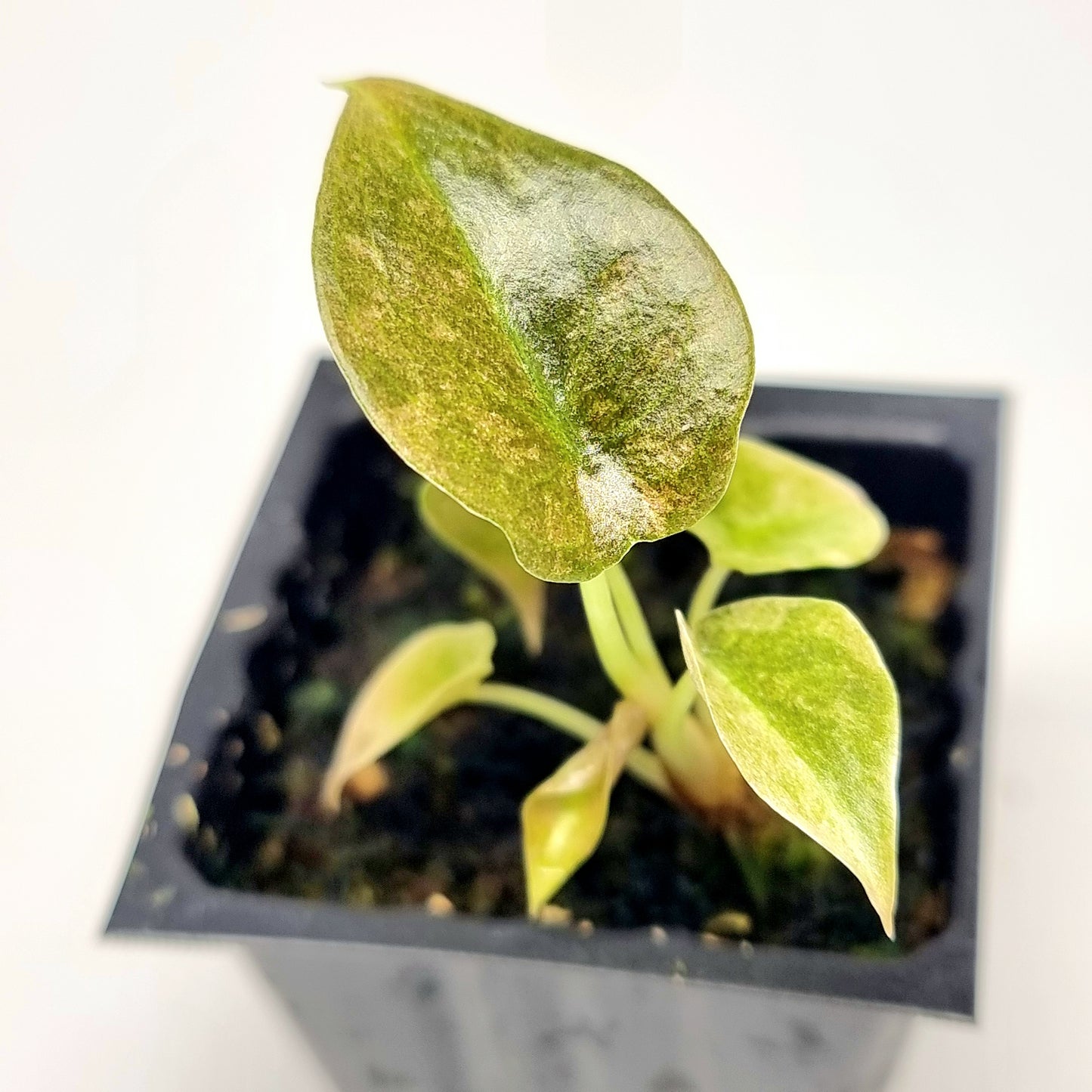 Alocasia cuprea Variegated