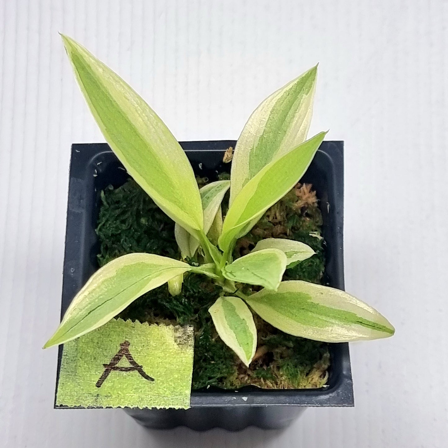 Philodendron longilobatum Albo Variegated