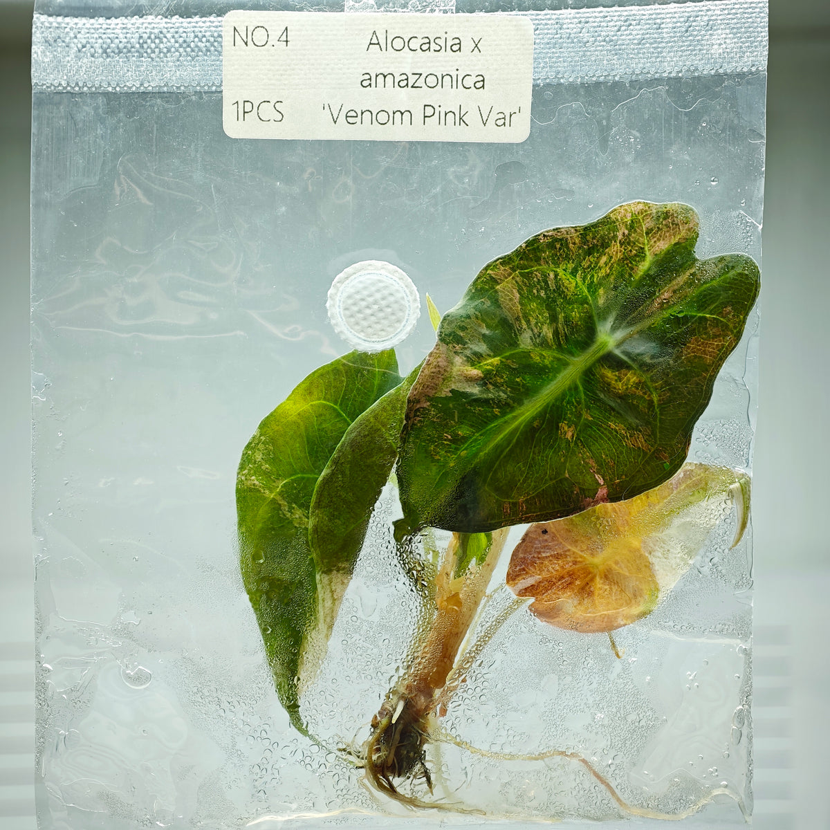 Alocasia Venom Pink Variegated (1plant/bag) - Tissue culture