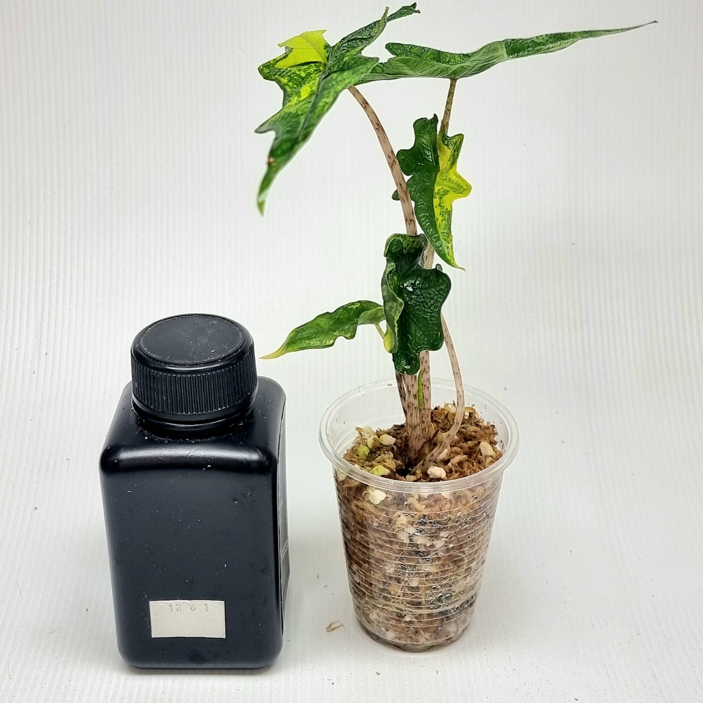 Alocasia Jacklyn Aurea Variegated
