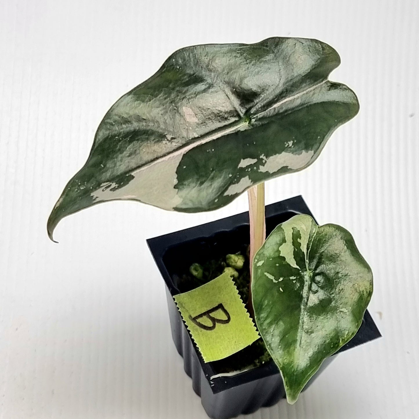 Alocasia Chantrieri Pink Variegated