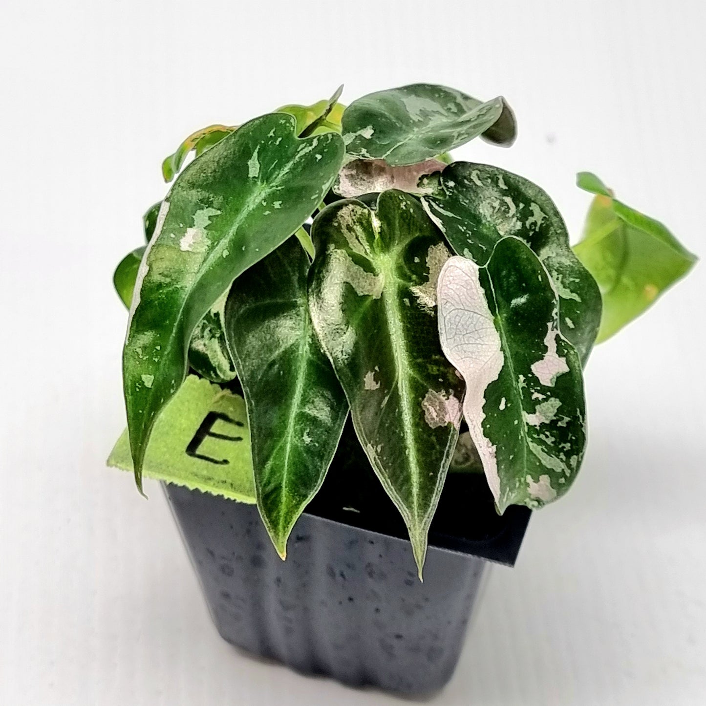 Alocasia Pink Swirl variegated