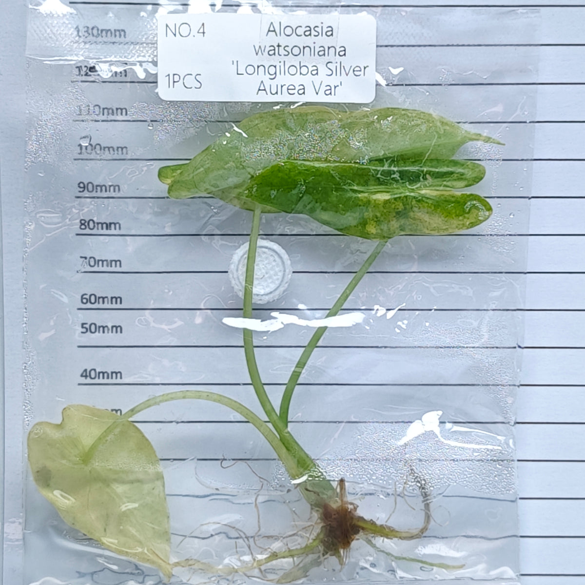Alocasia longiloba Silver Aurea Variegated (1plant/bag) - Tissue culture