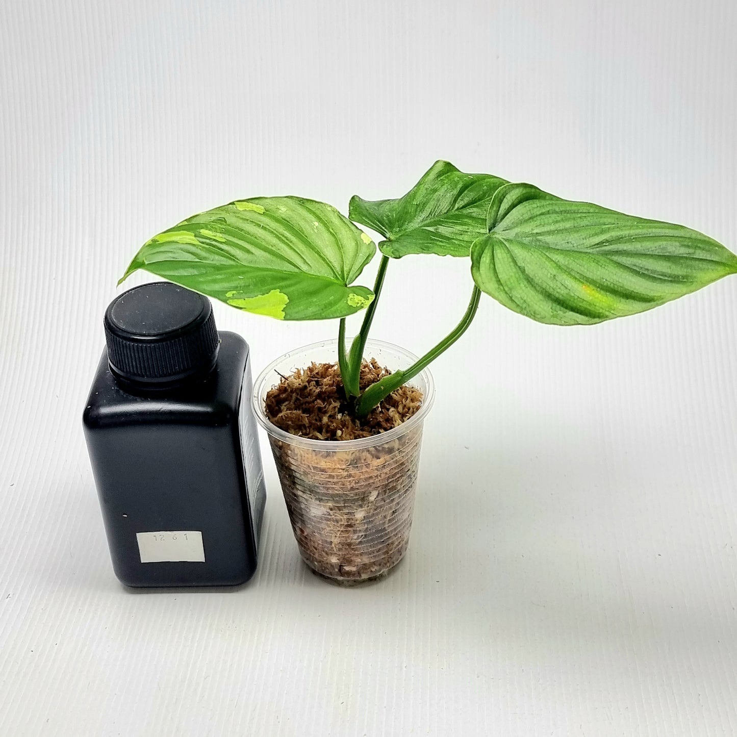 Philodendron plowmanii Variegated