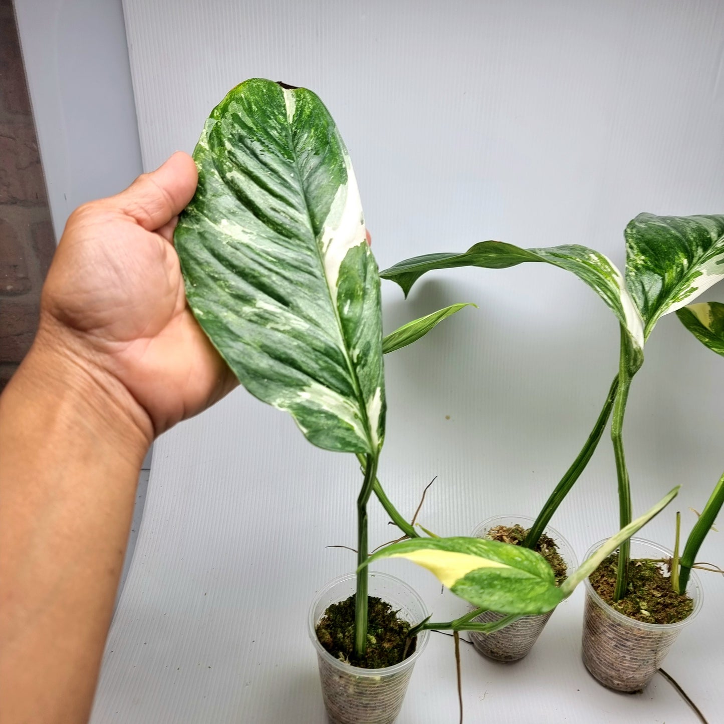Monstera lechleriana variegated