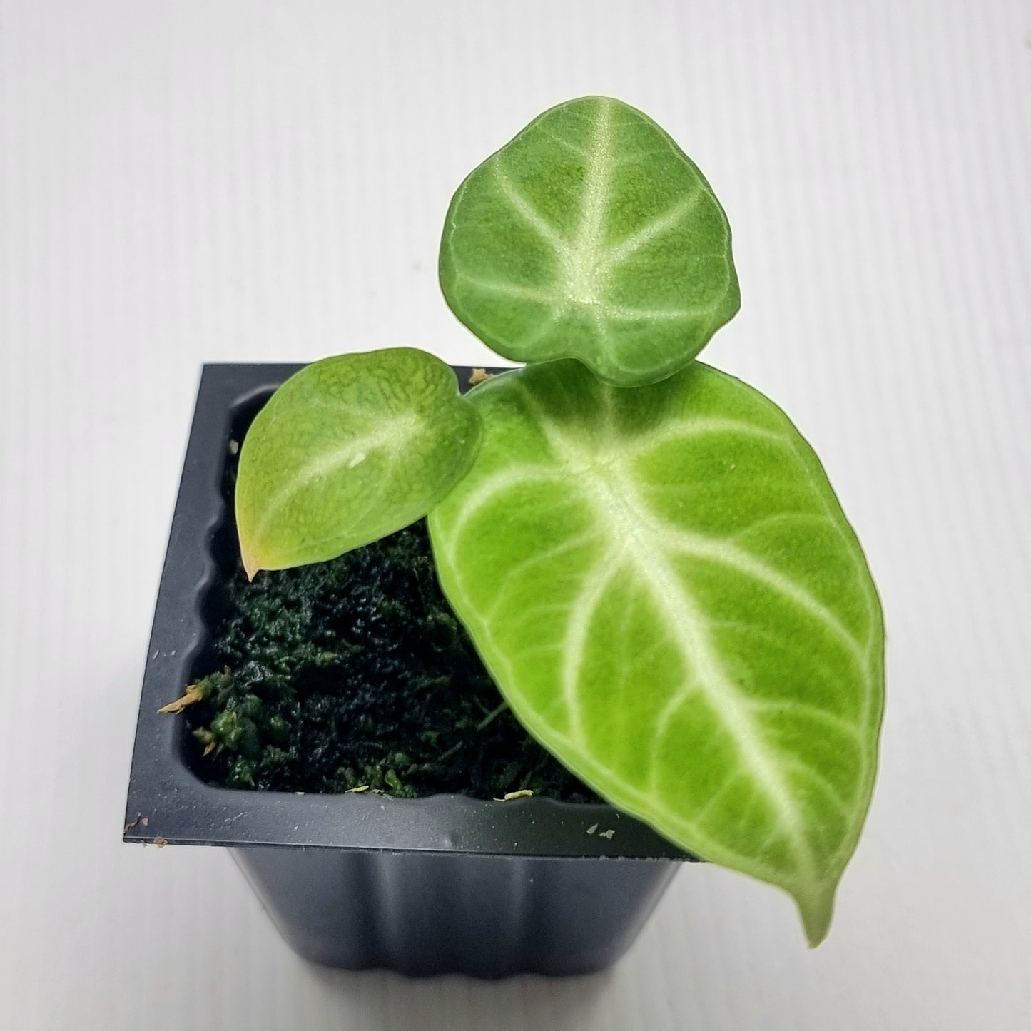 Alocasia Ninja Albo Variegated