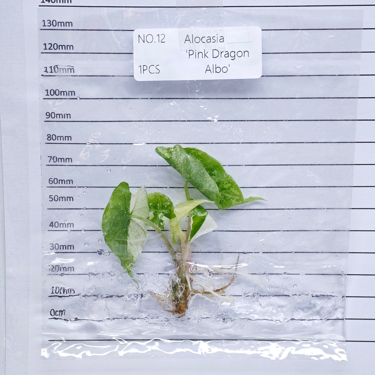 Alocasia Pink Dragon Albo/Pink Variegated (1plant/bag) - Tissue culture