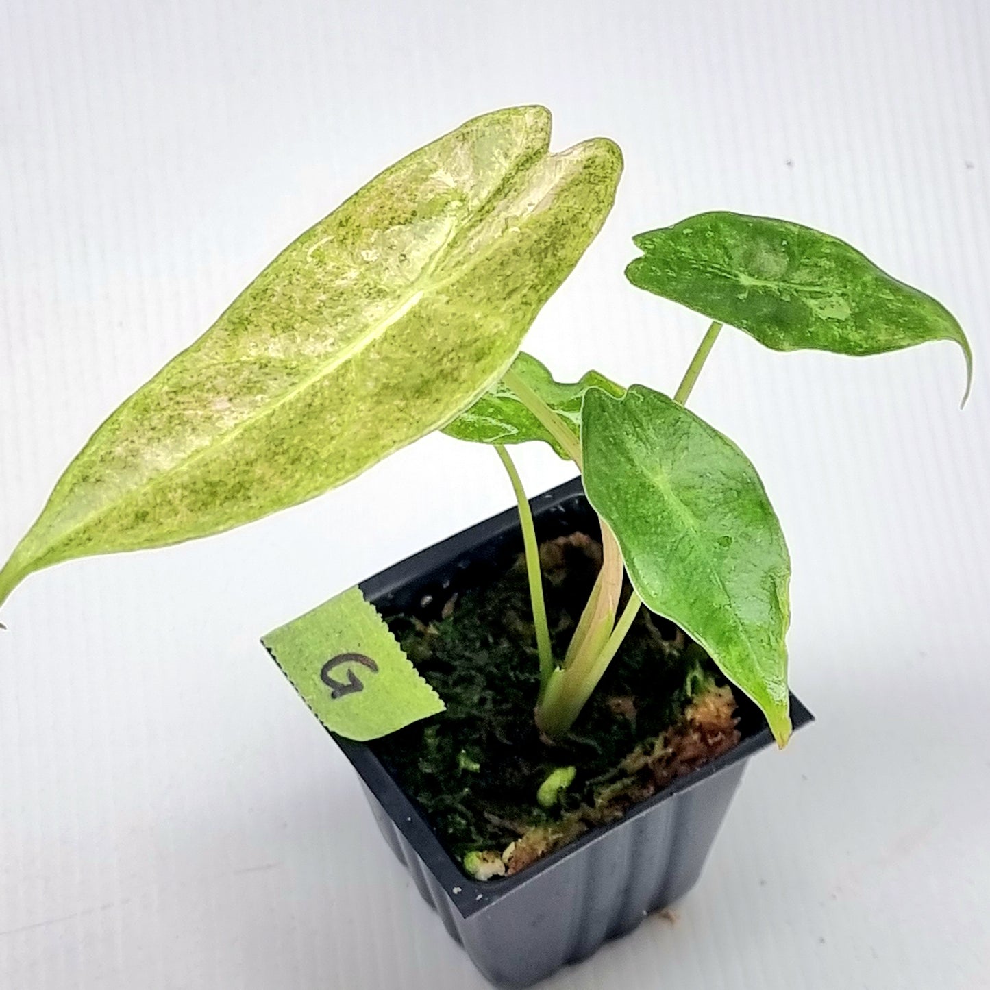 Alocasia Black Satun Stardust