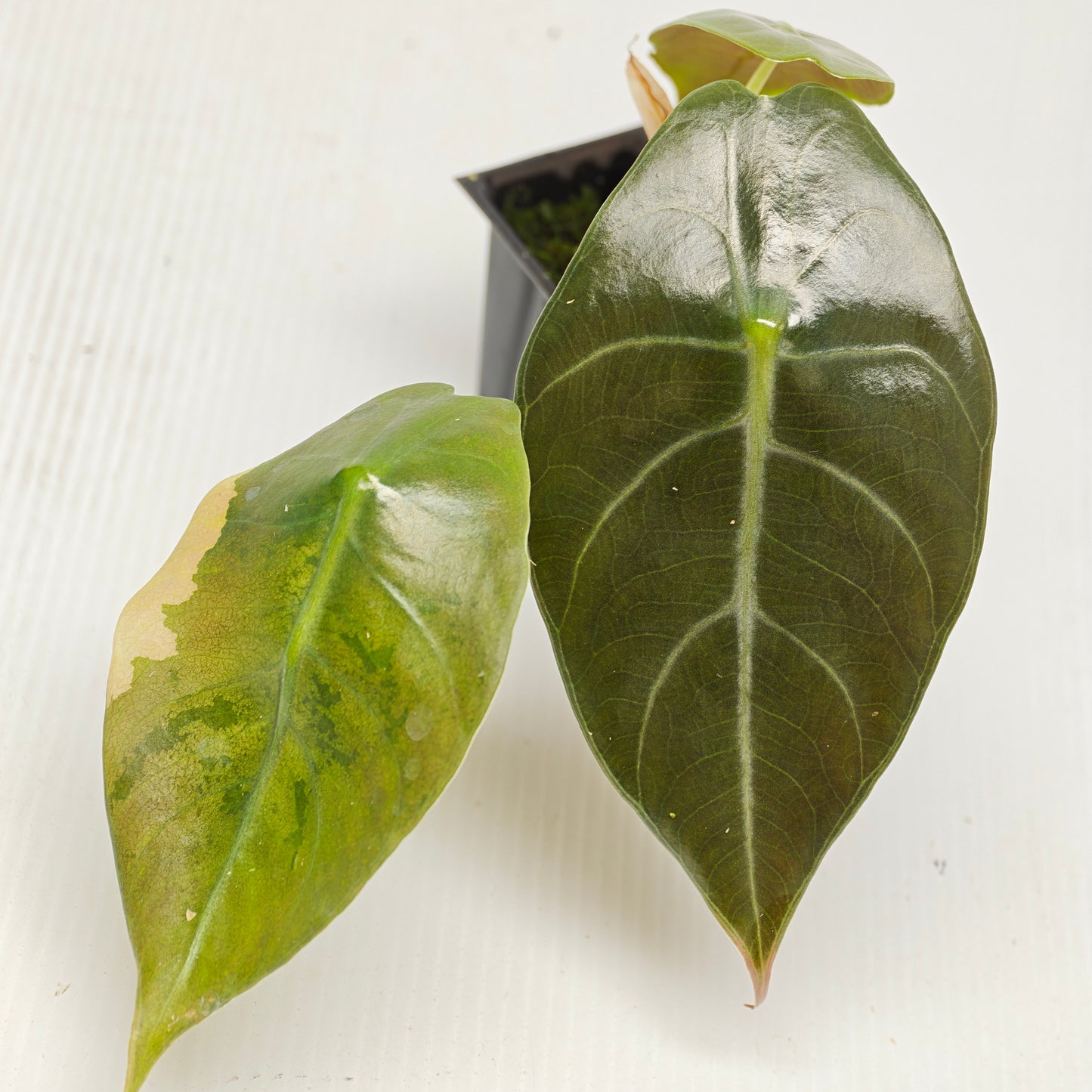 Alocasia sedenii Aurea Reverted