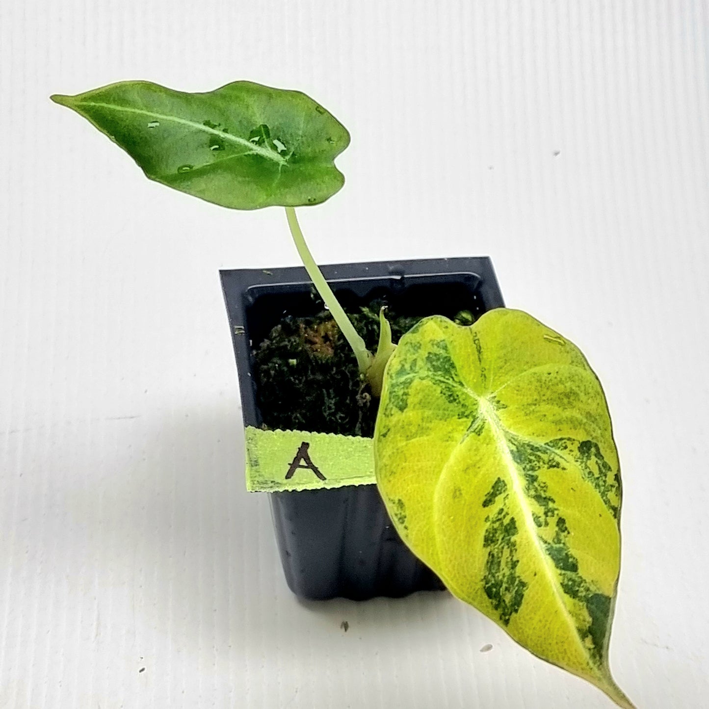 Alocasia Black Velvet Gold Variegated
