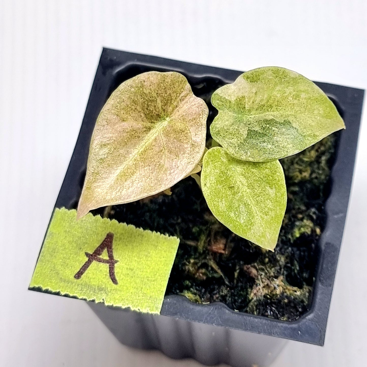 Alocasia cuprea Variegated