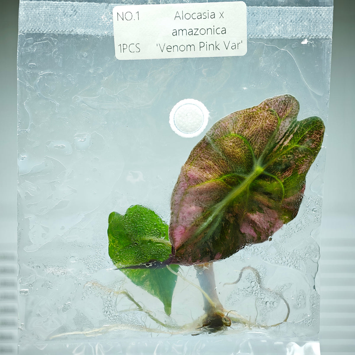 Alocasia Venom Pink Variegated (1plant/bag) - Tissue culture