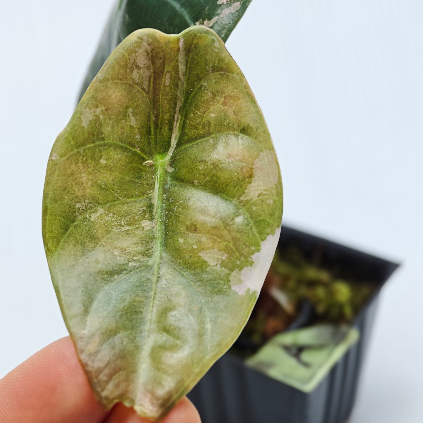 Alocasia sedenii Pink Variegated
