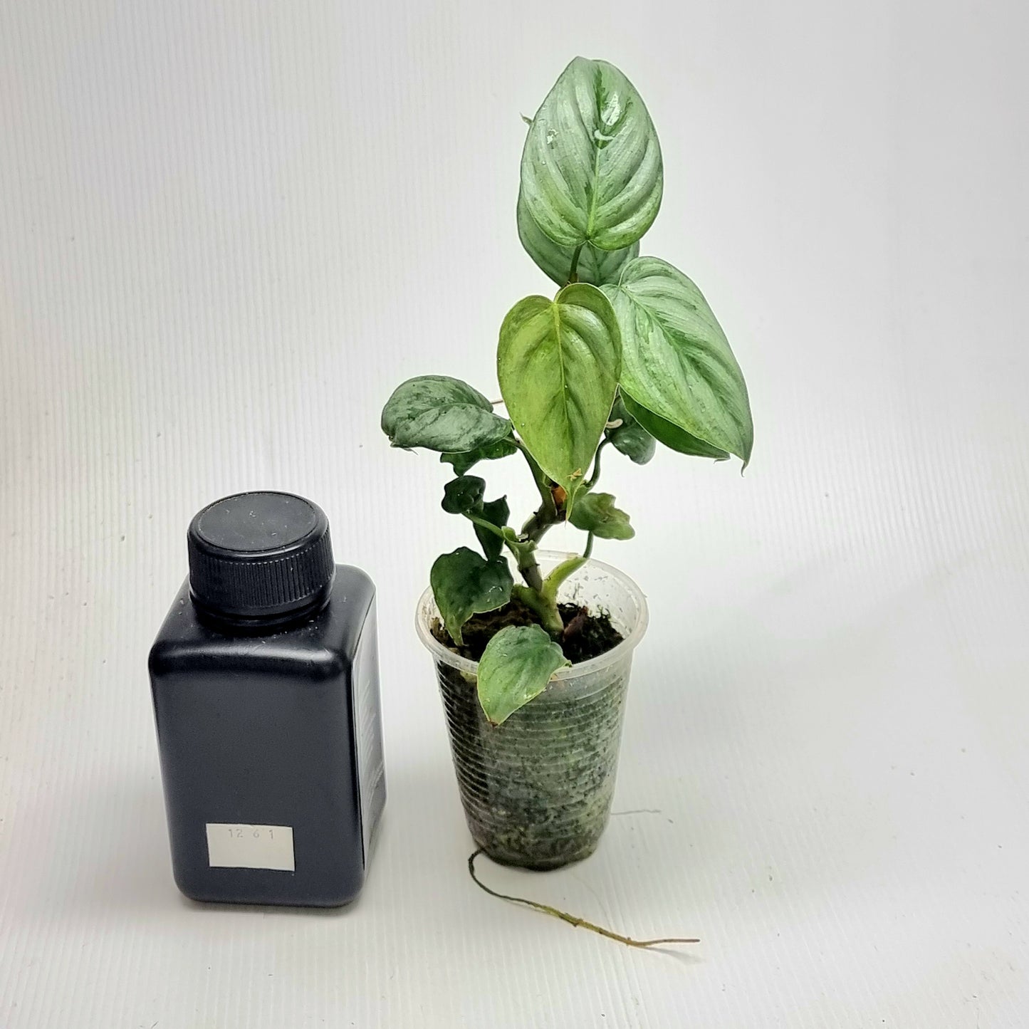 Philodendron sodirini