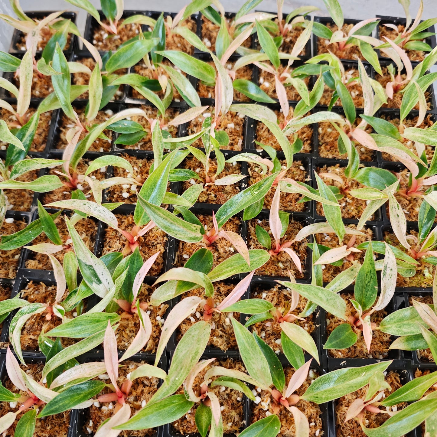 Philodendron Caramel Pink Mint / Strawberry Mint