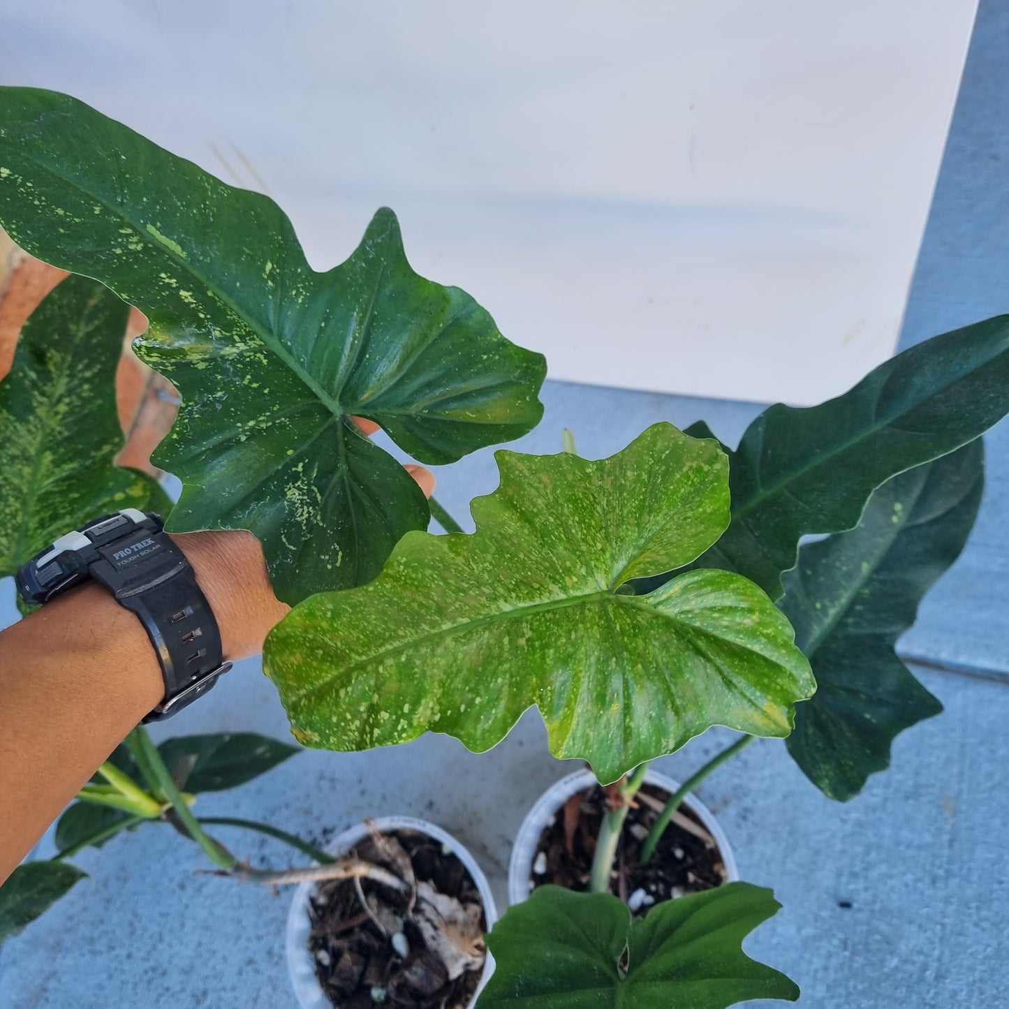 Philodendron Golden dragon 'Gold spot'